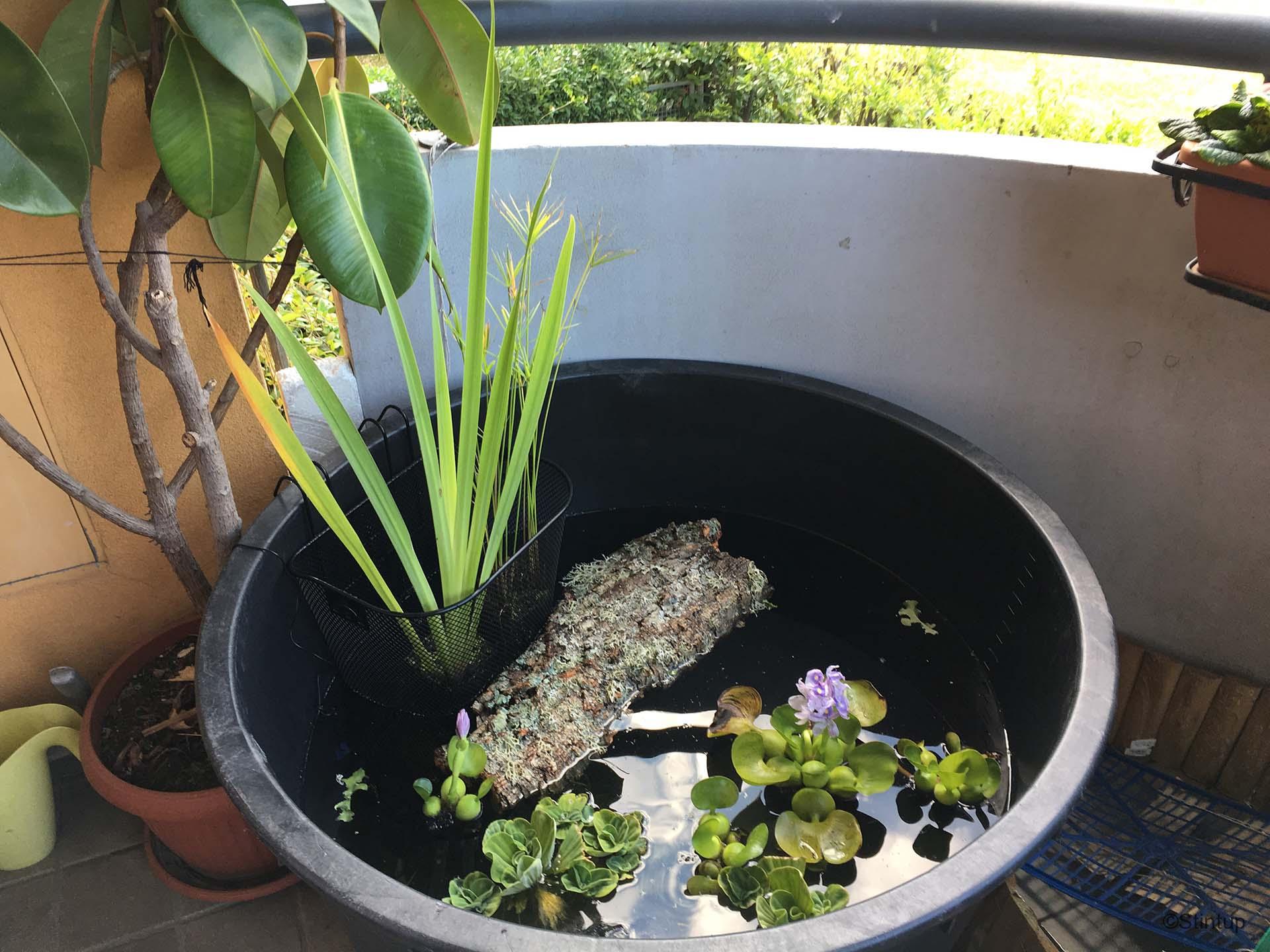 Come costruire un Bonsai Pond in terrazza (anche per pesci e tartarughe) 33 bonsai pond